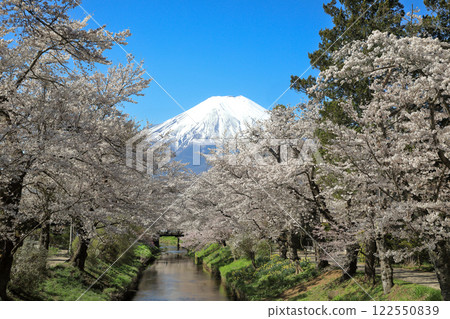 Oshino Hakkai Trail: Cherry blossoms in full bloom along the Shinnasho River and Mt. Fuji 122550839