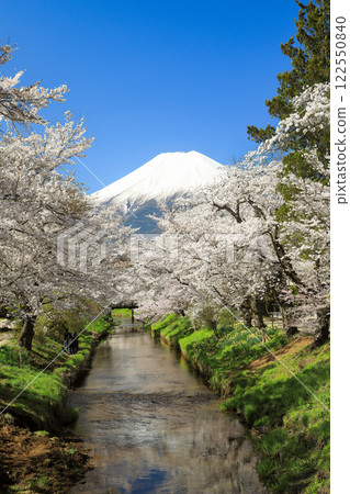 Oshino Hakkai Trail: Cherry blossoms in full bloom along the Shinnasho River and Mt. Fuji 122550840