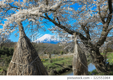 Oshino Hakkai Trail: Cherry blossoms in full bloom and the pristine countryside scenery of Oshino Fuji Oshino Hakkai Trail: Cherry blossoms in full bloom and the pristine countryside scenery of Oshino Fuji 122551064