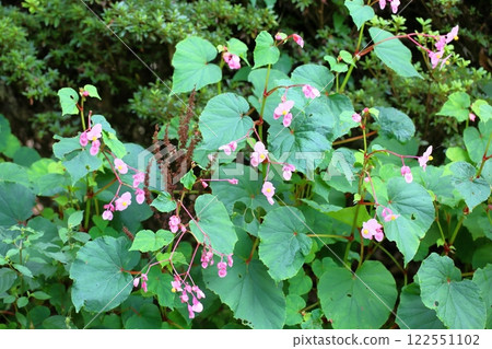 Flower of Shiu-kaido Flower of Shiu-kaido 122551102
