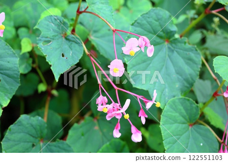 Flower of Shiu-kaido Flower of Shiu-kaido 122551103
