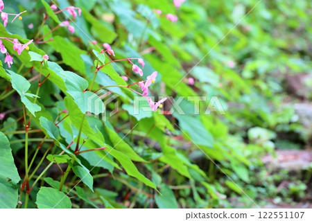 Shiu-kaido之花 122551107