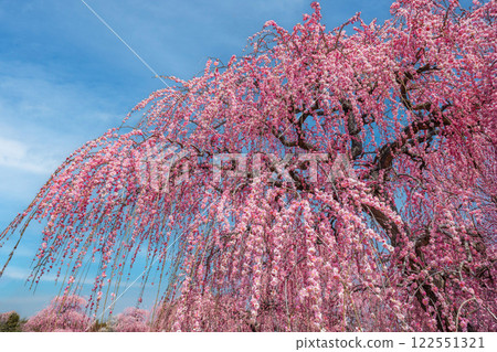藍天下盛開的垂枝梅花④ 122551321