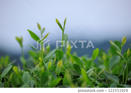 Green tea trees in spring mountains 122551929