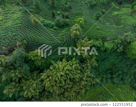 Aerial view of tea terrace landscape in China Aerial view of tea terrace landscape in China 122551952