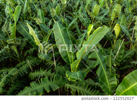 Aerial view of banana trees growing at field 122552027