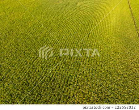Rice grain growing in autumn field 122552032