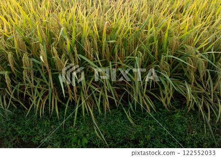Rice grain growing in autumn field Rice grain growing in autumn field 122552033