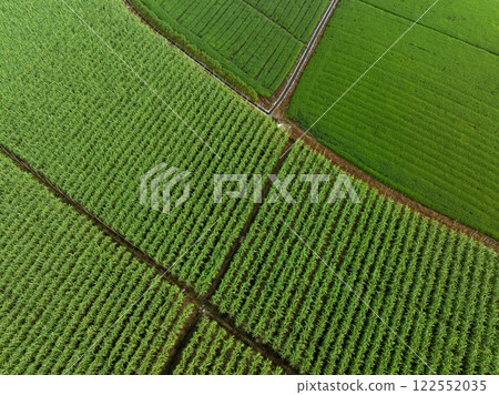 Aerial view of sugarcane plants growing at field Aerial view of sugarcane plants growing at field 122552035