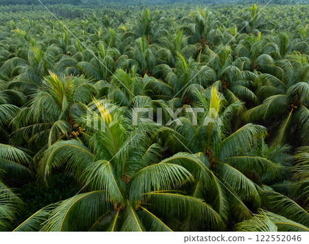 Aerial view of coconut trees field 122552046