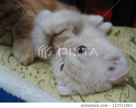 Kitten licking his older cat's hand Kitten licking his older cat's hand 122552061