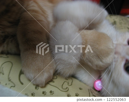 Cat's hand 122552063