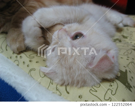 Kitten holding hand 122552064