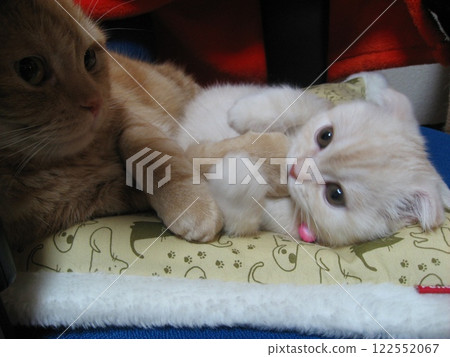 喜歡大貓爪的小貓 122552067