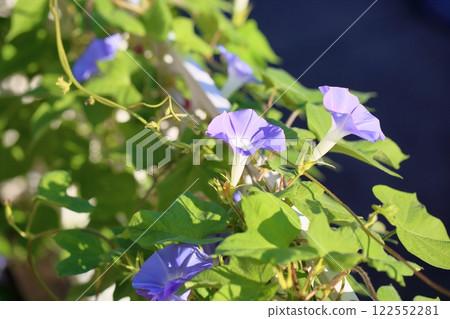 Refreshing morning glory flowers Refreshing morning glory flowers 122552281