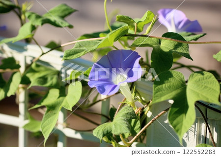 Refreshing morning glory flowers Refreshing morning glory flowers 122552283