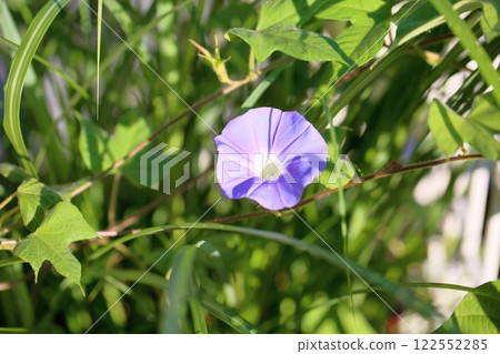 Refreshing morning glory flowers Refreshing morning glory flowers 122552285