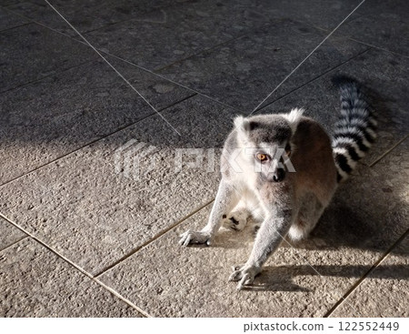Ring-tailed lemur illuminated by light 122552449