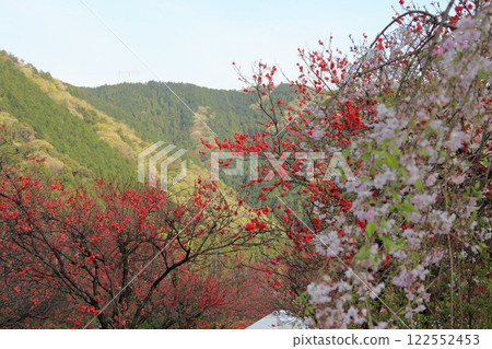 Peach Blossom Village Neoji 17 (Motosu City, Gifu Prefecture) 122552453