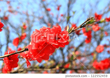 Peach Blossom Village Neoji 1 (Motosu City, Gifu Prefecture) 122552459