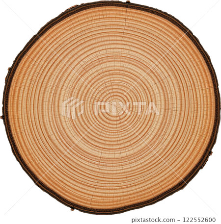 木材的橫截面 木材的橫截面 122552600