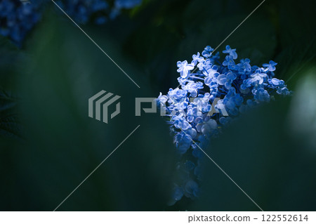 蔭涼中靜靜綻放的繡球花 蔭涼中靜靜綻放的繡球花 122552614