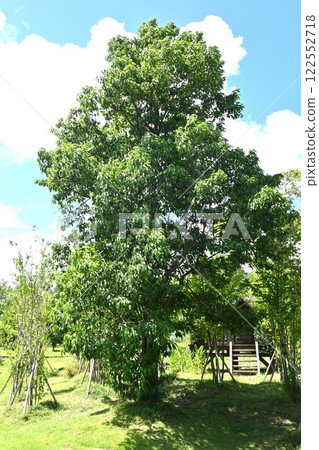 Alder, alder tree, cones and flowers Alder, alder tree, cones and flowers 122552718