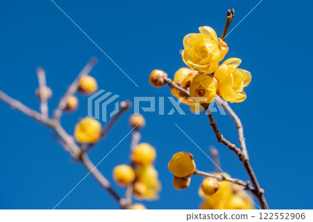 蠟李子和藍天 蠟李子和藍天 122552906