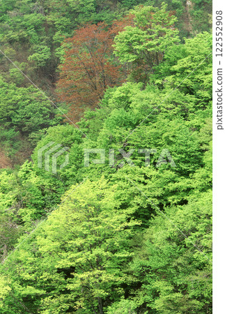 Vivid green forest Vivid green forest 122552908