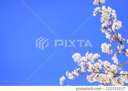 Cherry blossoms shining against the blue sky (background material) 122553227