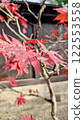 A colored maple 122553558