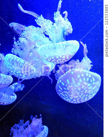 蘇馬海洋世界：水下漂浮的水母、水母生活、章魚水母、特寫 122553885