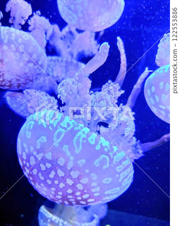 蘇馬海洋世界：水下漂浮的水母、水母生活、章魚水母、特寫 122553886