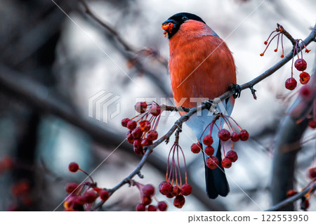 Eurasian bullfinch on a branch of a rowan tree eats fruits 122553950