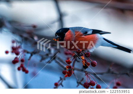 Eurasian bullfinch on a branch of a rowan tree eats fruits Eurasian bullfinch on a branch of a rowan tree eats fruits 122553951