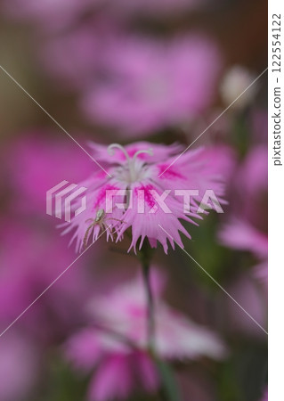 蜘蛛和石竹花 122554122