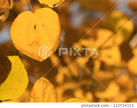 Yellow-colored katsura leaves Yellow-colored katsura leaves 122554153