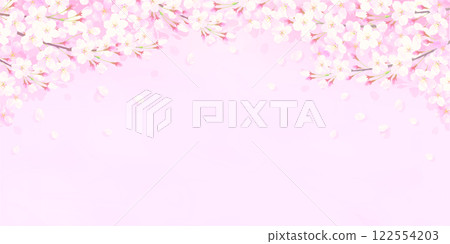 Background illustration of cherry blossoms in full bloom and falling cherry blossom petals Background illustration of cherry blossoms in full bloom and falling cherry blossom petals 122554203