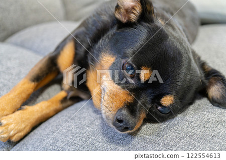 Dog sleeping on sofa 122554613