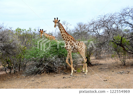 Giraffes encountered during a game drive 122554969
