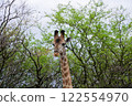 Giraffes encountered during a game drive 122554970
