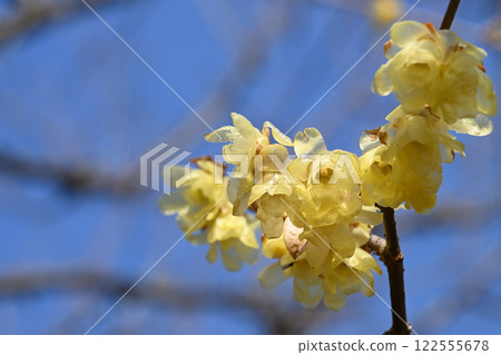 Solid core winter plum Solid core winter plum 122555678