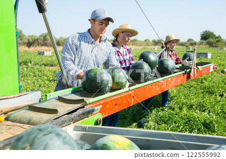 Man and women farmers standing at conveyor, sorting watermelons 122555992