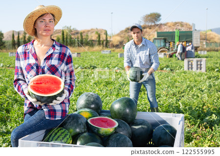 Woman posing in field with watermelons crop Woman posing in field with watermelons crop 122555995