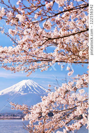 Spring Fuji in Japan and cherry blossoms 122556342