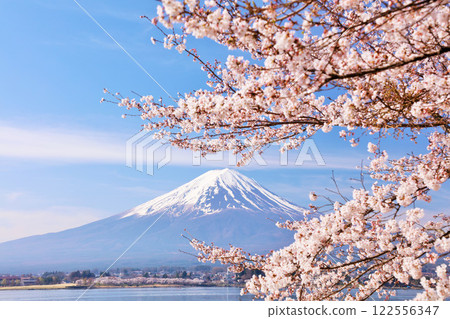Spring Fuji in Japan and cherry blossoms 122556347