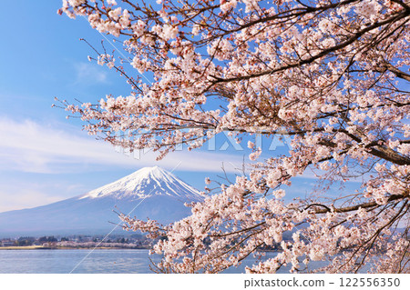 Spring Fuji in Japan and cherry blossoms Spring Fuji in Japan and cherry blossoms 122556350