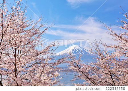Spring Fuji in Japan and cherry blossoms 122556358