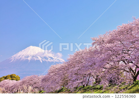 日本的春天富士和櫻花 122556360