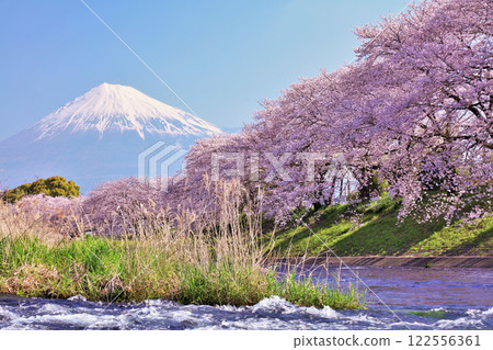 Spring Fuji in Japan and cherry blossoms Spring Fuji in Japan and cherry blossoms 122556361